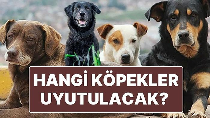 Sokak Hayvanlarının Uyutulması Hakkında AK Parti’den Yeni Açıklama: Hangi Hayvanlar Uyutulacak?
