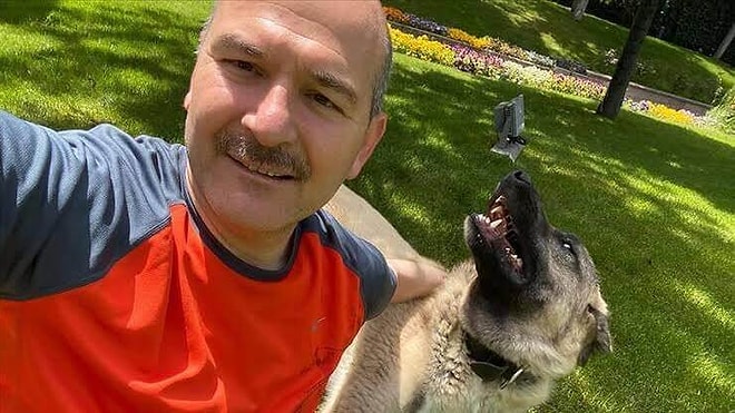 Herkes Ters Köşe Oldu: Süleyman Soylu'nun Sokak Köpekleri Haberi İroni Çıktı!