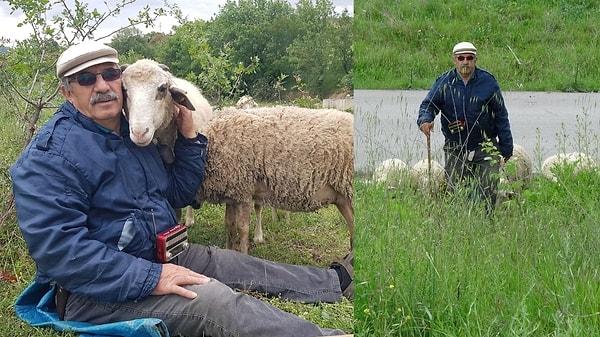 Karabük’ün Safranbolu ilçesinde geçirdiği Covid-19 hastalığı nedeniyle ciğerleri sönme noktasına gelen ve aylar sonra sağlığına kavuşan Ali Şükrü Kavsaoğlu, doğada vakit geçirmek ve kurban bayramında kesmek için aldığı 4 koyunla arkadaş oldu.