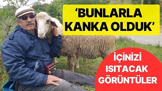 'Kurbanlık' Diye Aldığı Koyunları Kesmeye Kıyamadı: 'Bunlarla Kanka Olduk'