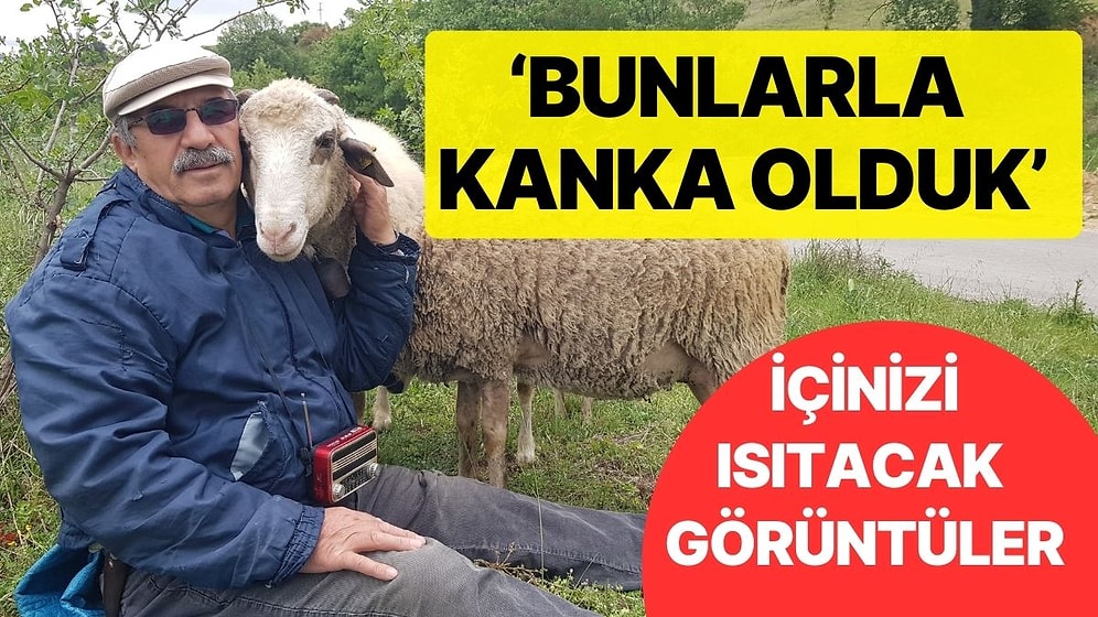 'Kurbanlık' Diye Aldığı Koyunları Kesmeye Kıyamadı: 'Bunlarla Kanka Olduk'