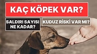 Bakan İbrahim Yumaklı'dan Sokak Köpekleri Verileri: Kaç Köpek Var, Kuduz Riski, Ne Kadar Saldırı Oluyor?