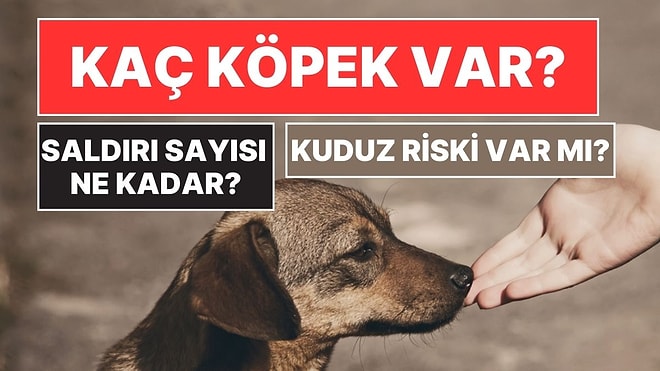 Bakan İbrahim Yumaklı'dan Sokak Köpekleri Verileri: Kaç Köpek Var, Kuduz Riski, Ne Kadar Saldırı Oluyor?