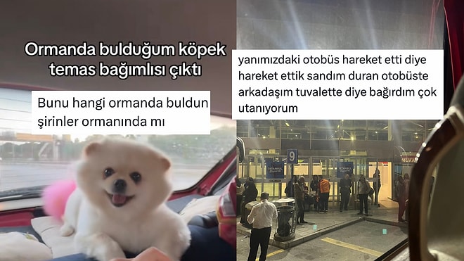 Ormanda Bulunan Köpekten Hem Kendini Hem Arkadaşını Rezil Edenlere Son 24 Saatin Viral Tweetleri