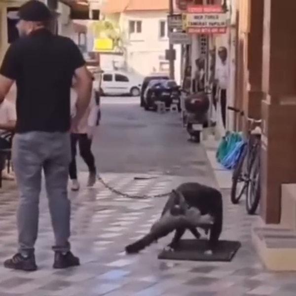 İzmir'in Aliağa ilçesinde yasaklı ırk olan köpeğini ağızlıksız gezdiren bir kişi, sokak kedisinin ölümüne neden oldu.