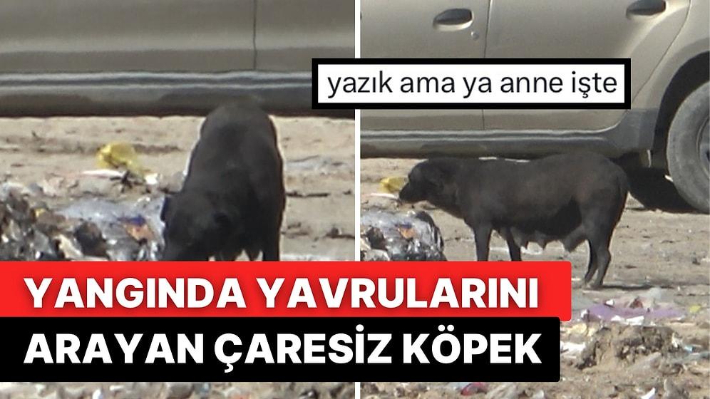 Bursa’da Yürekleri Yakan Olay: Yangında Dumanlar İçerisinde Yavrularını Arayan Anne Köpek Duygulandırdı
