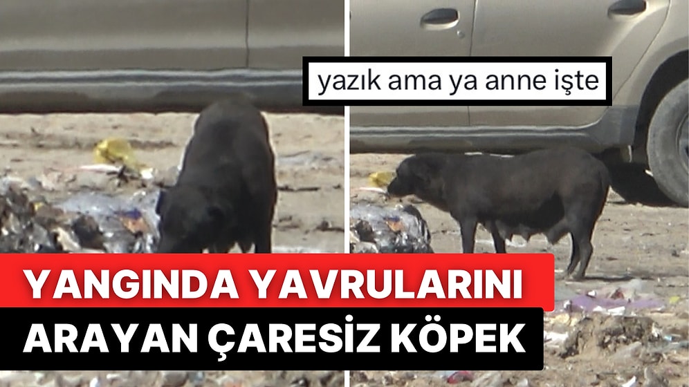 Bursa’da Yürekleri Yakan Olay: Yangında Dumanlar İçerisinde Yavrularını Arayan Anne Köpek Duygulandırdı