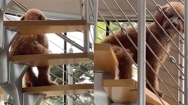 Goldendoodle cinsi bir köpeğin merdivenlerde insan gibi oturduğu anlar sahibinin kamerasına yansıdı.