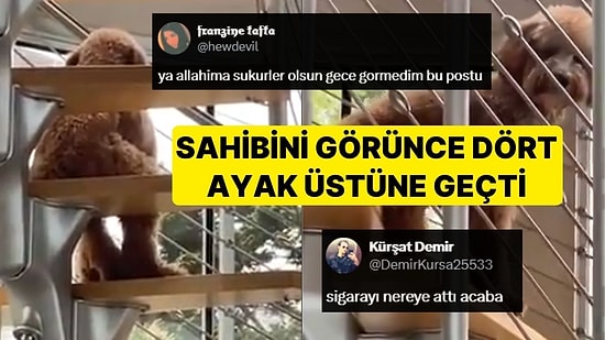 Merdivenlerde 'İnsan' Gibi Oturan Köpeğin, Sahibini Görünce Dört Ayak Üstüne Geçmesi Ürpertti