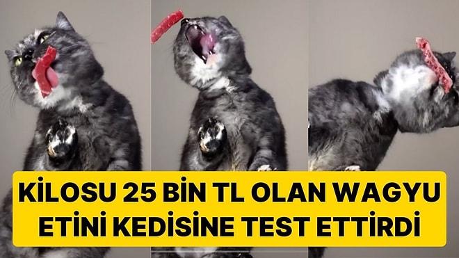 Sosyal Medyada Bir Kullanıcı Kedisine, Antrikot ve Wagyu Eti ile Test Yaptı