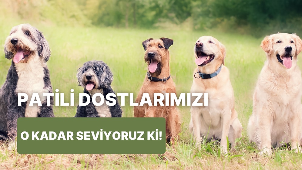 Köpekler Hakkında Öğrendiğinizde Sevginizin Çok Daha Artacağı 10 Bilgi