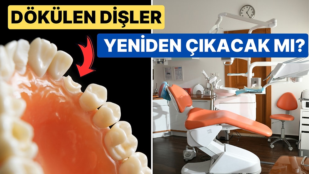 Dünyanın Dişleri Yeniden Büyütebilen İlk İlacı İçin Çalışmalara Başlandı