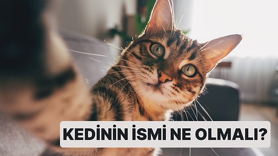 Kedinin İsmi Ne Olmalı?