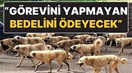 Belediyelere Yaptırım Uygulanacak! Başıboş Sokak Köpekleri İçin Çıkması Beklenen Yasa Hakkında Yeni Detay