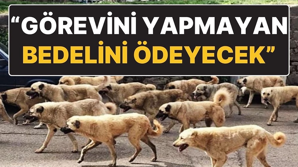 Belediyelere Yaptırım Uygulanacak! Başıboş Sokak Köpekleri İçin Çıkması Beklenen Yasa Hakkında Yeni Detay