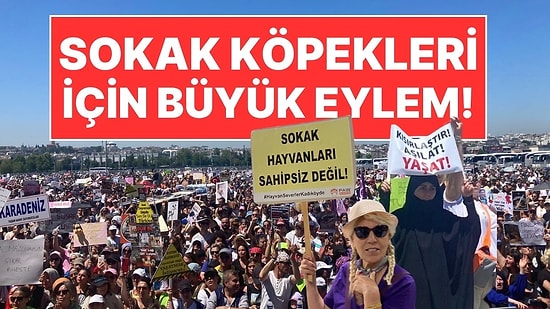 Hayvanseverlerden Sokak Köpekleri İçin Yoğun Katılımlı Eylem!