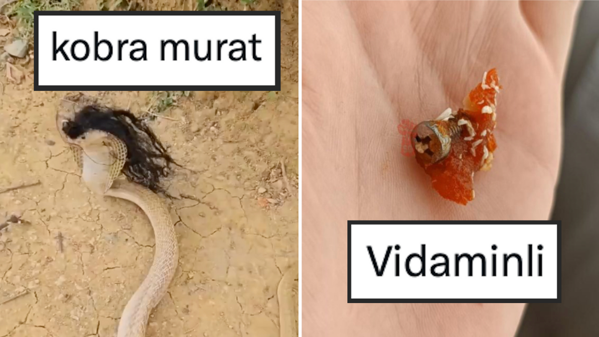 Ger ek Kobra Murat tan Vidaminli Cezeryeye Son 24 Saatin Viral ger-ek-kobra-murat-tan-vidaminli-cezeryeye-son-24-saatin-viral