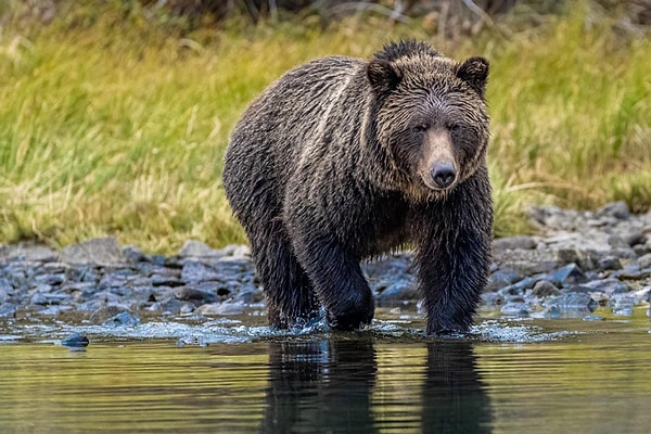 According to USA Today, a large family of 9 individuals consumed a bear hunted by one of the family members in 2022.