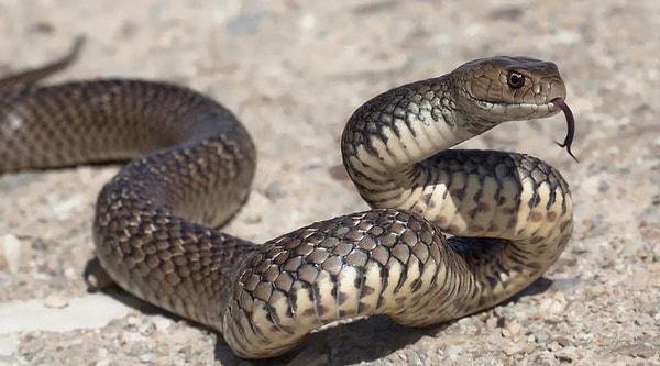 Record for the Most Rattlesnakes Held in the Mouth Simultaneously: The "Snake Man" from Texas managed to hold 13 rattlesnakes in his mouth at the same time.