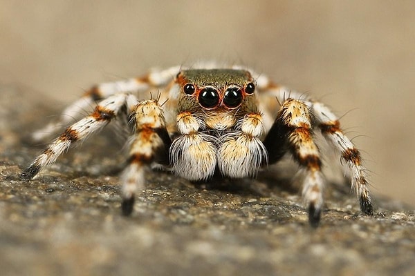 Record for Carrying the Most Tarantulas on the Body: A person carried 200 tarantulas on their body for 30 seconds!