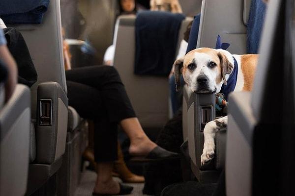 How much does it cost to enjoy a pleasant flight with your furry friend?