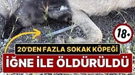 Yozgat’ta Büyük Vahşet! 20’den Fazla Sokak Köpeği İğne ile Zehirlenerek Öldürüldü