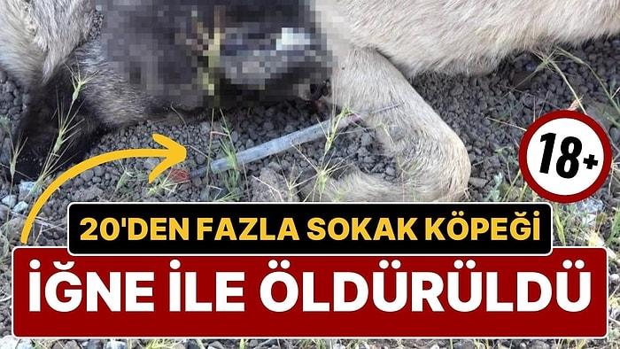 Yozgat’ta Büyük Vahşet! 20’den Fazla Sokak Köpeği İğne ile Zehirlenerek Öldürüldü