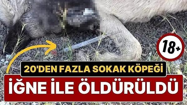 Yozgat’ın Azizli Mahallesi'nde 20’den fazla sokak köpeği ölü olarak bulundu. Yozgat Belediye Başkanı Kazım Arslan, zehirlendikten sonra köpeklerin toplu olarak bölgeye atıldığını söyledi.