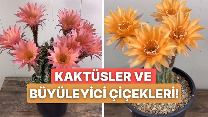 Kaktüsleri Yalnızca Dikenli Bitkiler Sananlar Buraya! Kaktüsler ve Rengarenk Eşsiz Çiçekleri