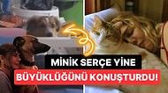 Sokak Hayvanları İçin Adeta Seferberlik Başlatan Minik Serçe'miz Sezen Aksu'dan Alkışlanacak Hareket!