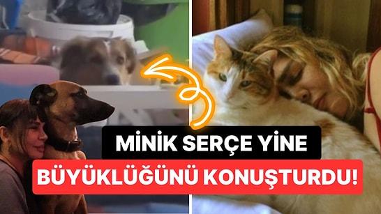 Sokak Hayvanları İçin Adeta Seferberlik Başlatan Minik Serçe'miz Sezen Aksu'dan Alkışlanacak Hareket!