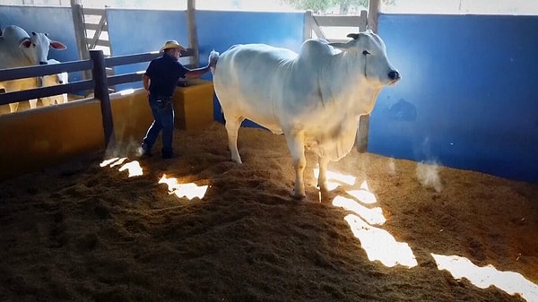 Pahalılığının yanı sıra korunma şekliyle de herkesi şaşırtan Viatina-19 cinsi ineğin silahlı bir koruması ve 24 saat kayıt altında bulunan güvenlik kameraları bulunuyor.