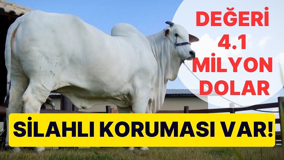 4.1 Milyon Dolar Değerindeki Viatina-19 Cinsi İnek: Silahlı Koruma ve Güvenlik Kamerasıyla İzleniyor
