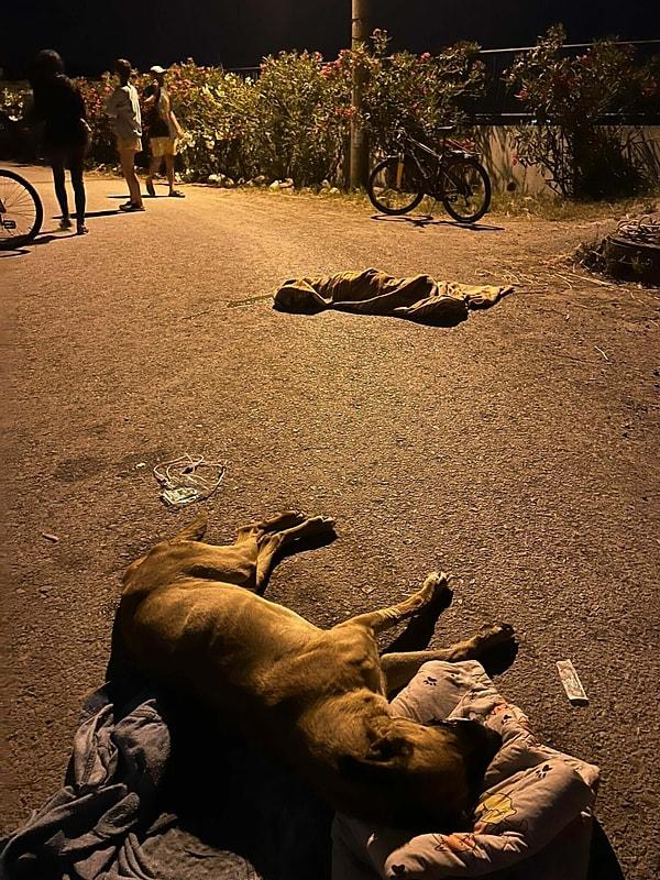 İzmir'in Urla ilçesinde Gülbahçe mahalle sakinleri sokakta besledikleri köpeğin ağzından köpükler geldiğini fark etti.