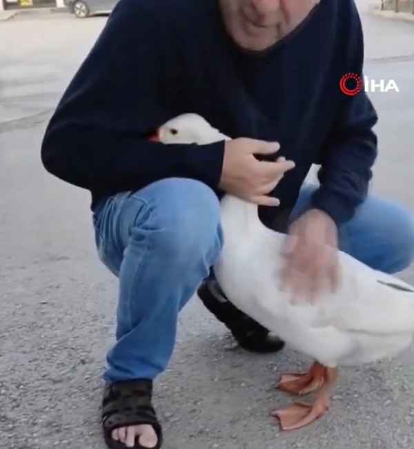 Gümbür’ün sevildiğini gören diğer kazlar da Salih Elkatmış’a yaklaşmak istese de tatlı Gümbür kendinden başka  kimseyi sevdirmedi.