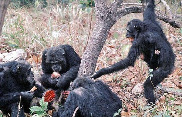 2. Dişi şempanzeler, erkekleri avlıyor...