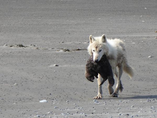 1. Yapılan gözlemlere göre, Alaska kıyılarındaki kurtlar, 2016 yılından bu beri su samurlarını avlıyor!