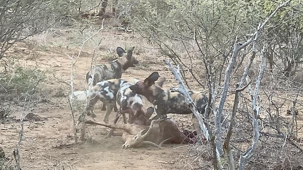 12. Bir grup Afrika vahşi köpeği, güzelliğiyle baş döndüren impalayı mideye indirmeden dakikalar önce...
