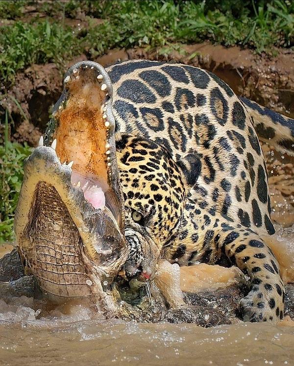15. Jaguar, avına hiç beklemediği bir anda saldırıyor...