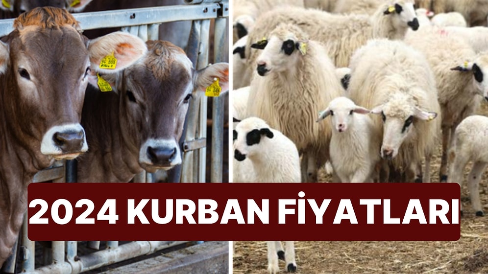 Kurban Fiyatları Belli Oldu! Peki 2024 Küçükbaş ve Büyükbaş Kurbanlık Fiyatları Ne Kadar Oldu?