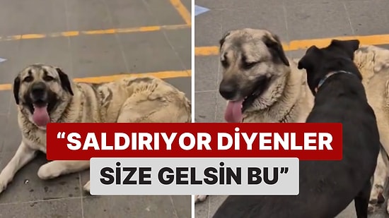 Bir Vatandaş Sokak Köpeklerinden Şikayet Edenleri Tiye Aldı: 'Saldırıyor Diyenler Size Gelsin Bu'
