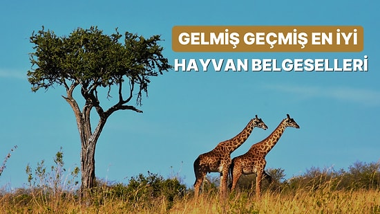 Hayvanlar Aleminin Ne Kadar Büyüleyici Olduğunu Görmenizi Sağlayacak 15 Belgesel