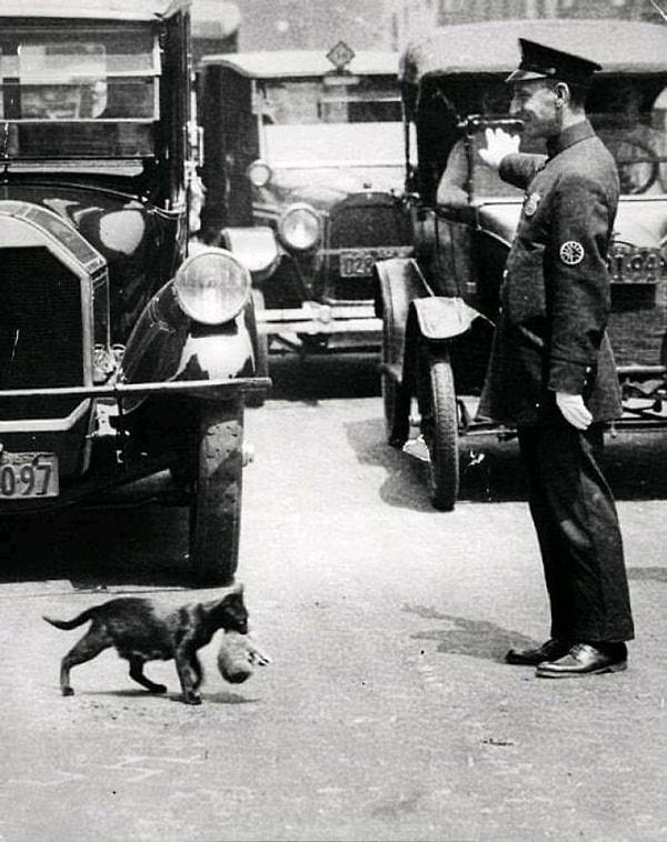 10. Bir kedinin yavrularını karşıdan karşıya geçirmesi için trafiği durduran New York polisi. (1925)