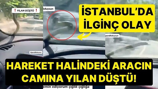 İstanbul'da Hareket Halindeki Aracın Camına Yılan Düştü! 'İmdat Diye Bağıracağım'