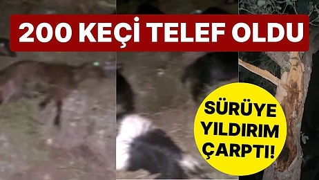 Koyun Sürüsünün Üzerine Yıldırım Düştü! 200 Keçi Telef Oldu