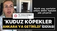 Ankara Valiliği'nden Açıklama: Kuduz Köpekler Ankara'ya mı Getirildi?