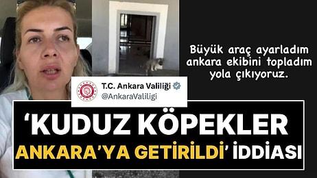 Ankara Valiliği'nden Açıklama: Kuduz Köpekler Ankara'ya mı Getirildi?