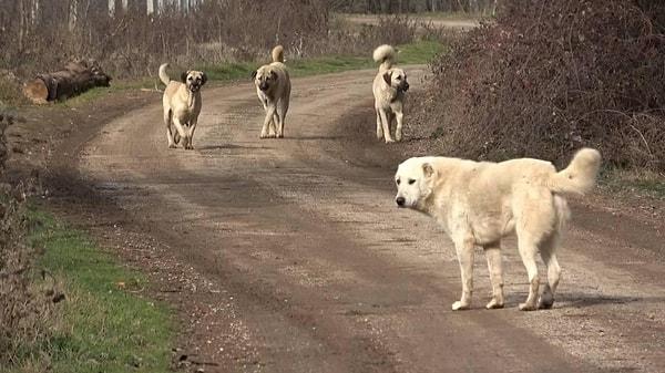 Köpekleri tedirginlik yarattığı Eyyübiye ilçesinde yeni bir gelişme yaşandı. Ağzından köpükler gelen köpekleri ihbar eden muhtar, çeşitli tehditler aldığını iddia etti.