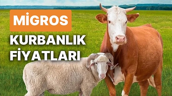 Migros Kurbanlık Fiyatları Ne Kadar? İşte Migros Büyükbaş, Küçükbaş, Bağış Kurbanı Fiyatları ve Taksitleri!