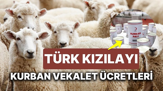 Kızılay Kurban Bağışı Fiyatları Ne Kadar? İşte 2024 Yurt İçi ve Yurt Dışı Türk Kızılay Kurban Vekalet Bedeli!